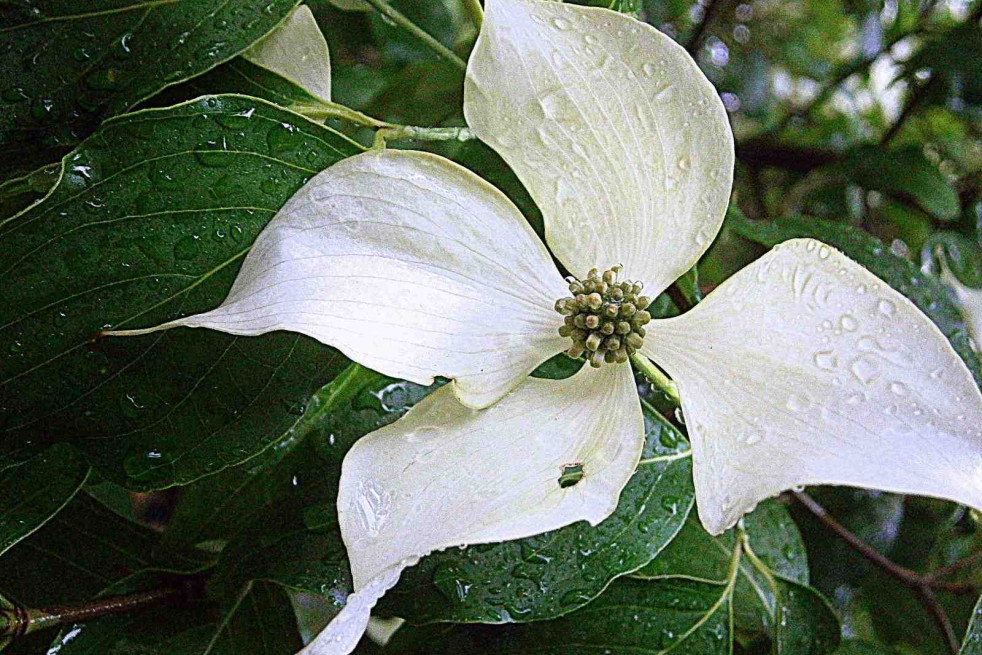 Cornus Kousa Christine - Jardins du Monde.be