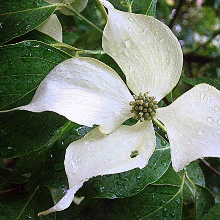 Cornus Kousa Christine - Jardins du Monde.be