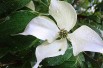 Cornus Kousa Christine - Jardins du Monde.be