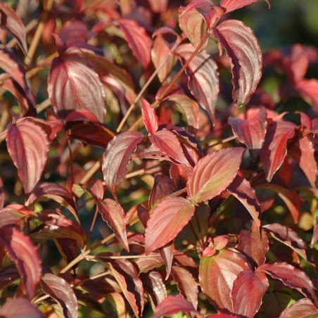 Cornus Kousa Christine - Jardins du Monde.be