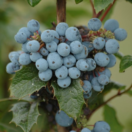 Oregon grape - Mahonia Aquifolium