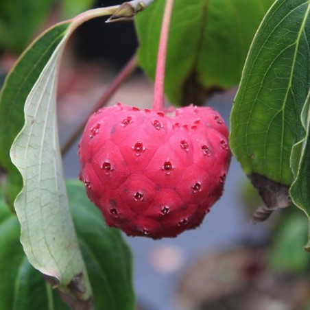 Cornus Kousa Christine - Jardins du Monde.be