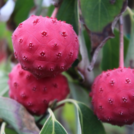 Cornus Kousa Christine - Jardins du Monde.be