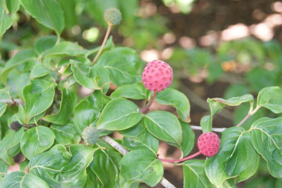 Cornus Kousa Christine - Jardins du Monde.be