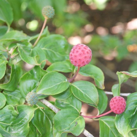 Cornus Kousa Christine - Jardins du Monde.be