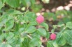 Cornus Kousa Christine - Jardins du Monde.be