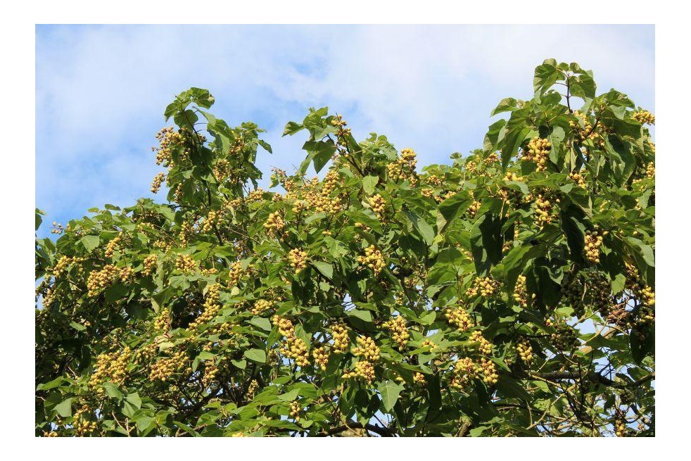 Paulownia Tomentosa - Jardins du Monde.be