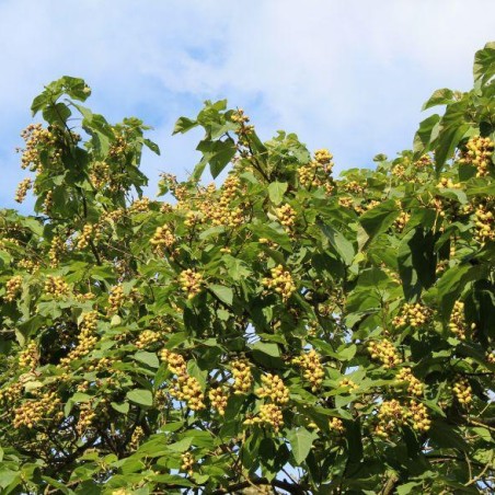 Paulownia Tomentosa - Jardins du Monde.be