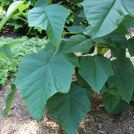 Paulownia Tomentosa - Jardins du Monde.be