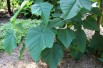 Paulownia Tomentosa - Jardins du Monde.be