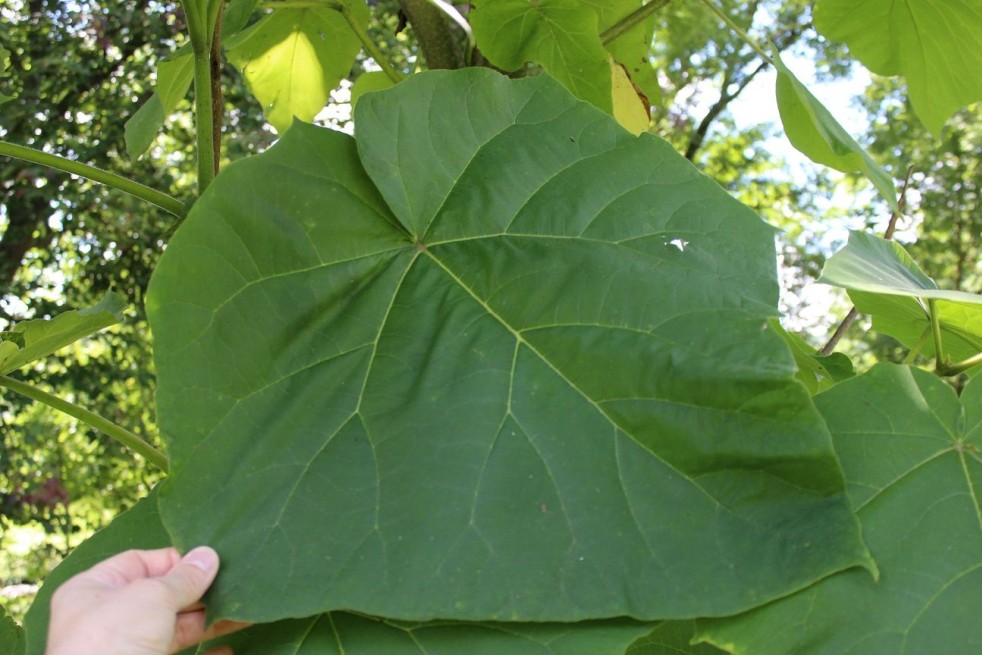 Paulownia Tomentosa - Jardins du Monde.be