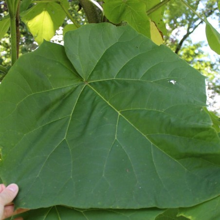 Paulownia Tomentosa - Jardins du Monde.be