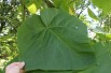 Paulownia Tomentosa - Jardins du Monde.be