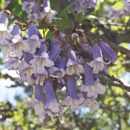 Paulownia Tomentosa - Jardins du Monde.be