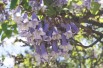 Paulownia Tomentosa - Jardins du Monde.be