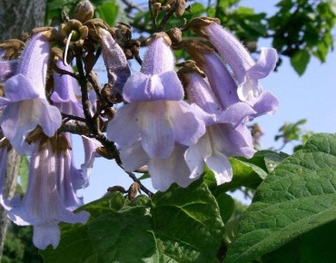 Paulownia Tomentosa - Jardins du Monde.be