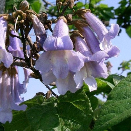 Paulownia Tomentosa - Jardins du Monde.be