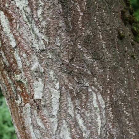 Paulownia Tomentosa - Jardins du Monde.be