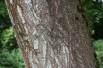 Paulownia Tomentosa - Jardins du Monde.be