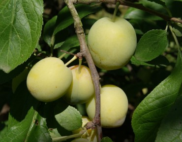 Prunier Reine-Claude d'Oullins - Jardins du Monde.be