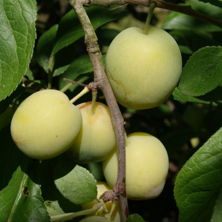 Witte eierpruim Reine-Claude d'Oullins - Jardins du Monde.be