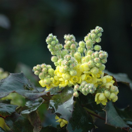 Mahonia à feuille de houx - Mahonia Aquifolium