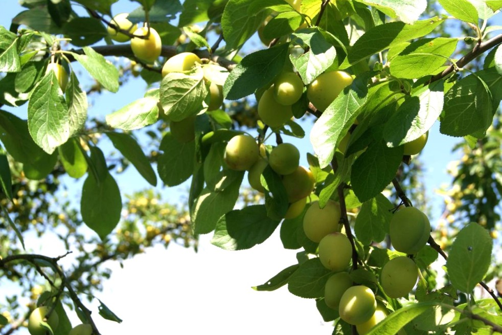 Plum Reine-Claude d'Oullins - Jardins du Monde.be