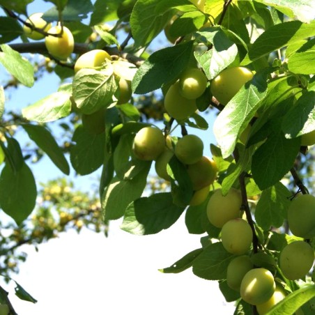 Plum Reine-Claude d'Oullins - Jardins du Monde.be