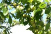 Plum Reine-Claude d'Oullins - Jardins du Monde.be