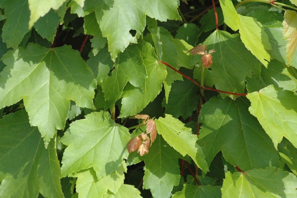 Acer rubrum October Glory - Jardins du Monde.be