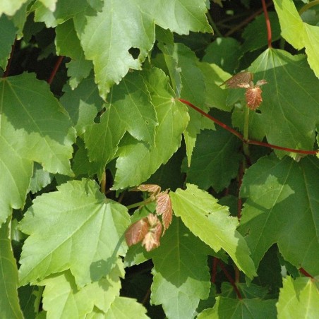 Acer rubrum October Glory - Jardins du Monde.be