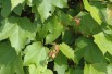 Acer rubrum October Glory - Jardins du Monde.be