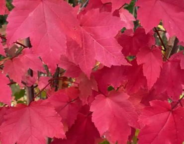 Rotahorn October Glory