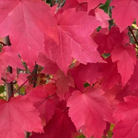 Rotahorn October Glory - Acer rubrum October Glory
