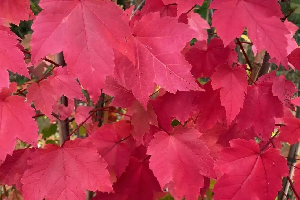Érable rouge du Canada October Glory