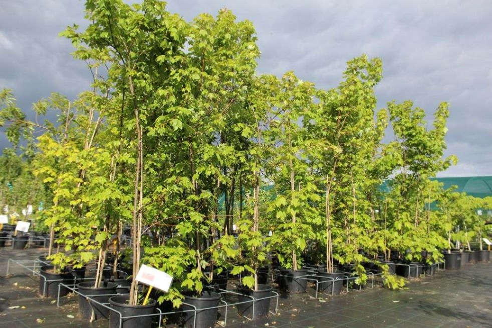 Acer rubrum October Glory - Jardins du Monde.be
