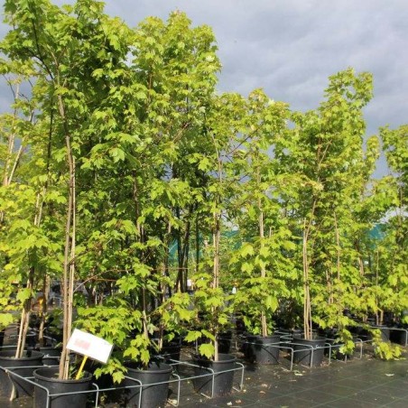 Acer rubrum October Glory - Jardins du Monde.be