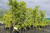 Acer rubrum October Glory - Jardins du Monde.be
