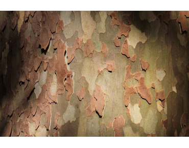 Platanus hispanica - Jardins du Monde.be