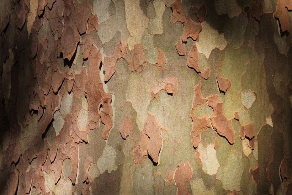Platanus hispanica - Jardins du Monde.be
