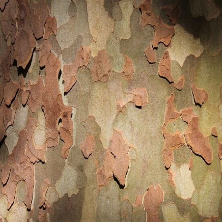 Platanus hispanica - Jardins du Monde.be