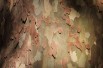 Platanus hispanica - Jardins du Monde.be