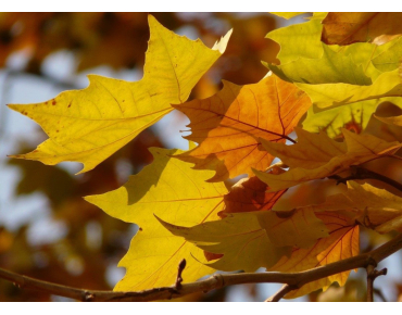 Platanus hispanica - Jardins du Monde.be