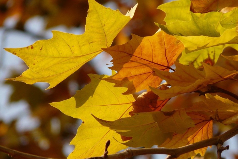 Platanus hispanica - Jardins du Monde.be