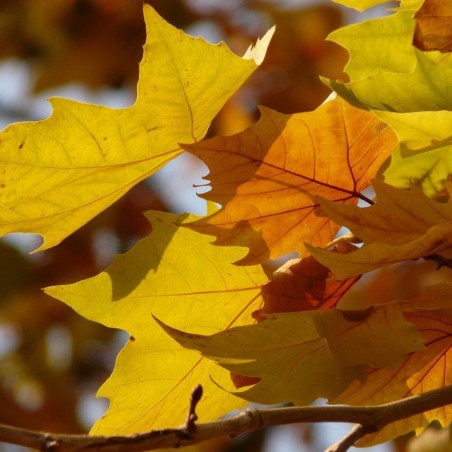 Platanus hispanica - Jardins du Monde.be