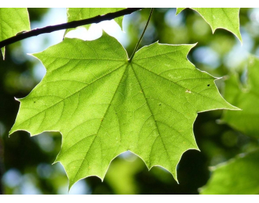 Platanus hispanica - Jardins du Monde.be