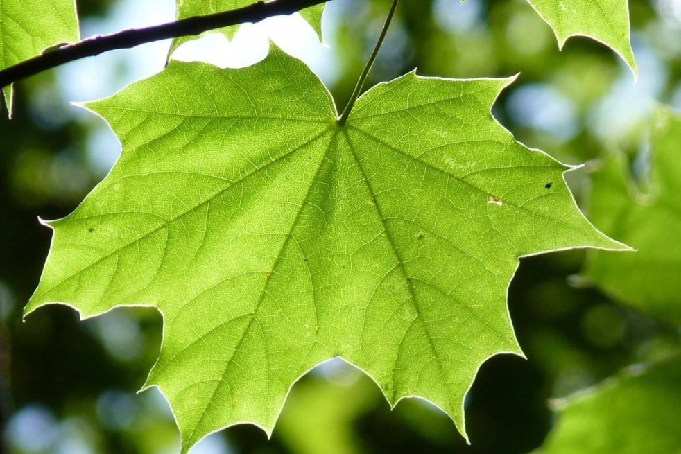 Platanus hispanica - Jardins du Monde.be