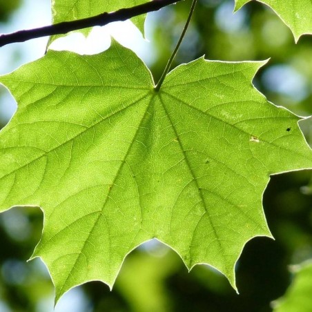 Platanus hispanica - Jardins du Monde.be