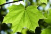 Platanus hispanica - Jardins du Monde.be