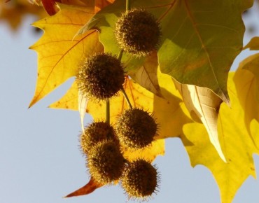 Platanus hispanica - Jardins du Monde.be